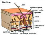 skin-drawing-acne.jpg