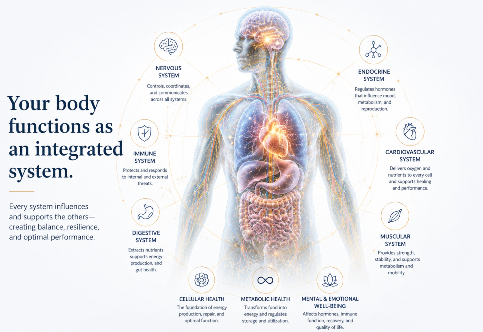 our-integrated-body-system our-integrated-body-system