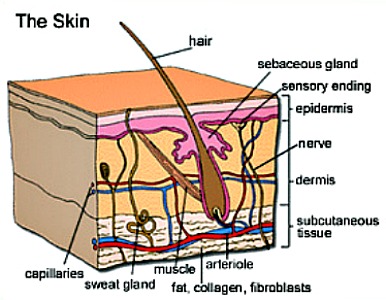 skin drawing acne