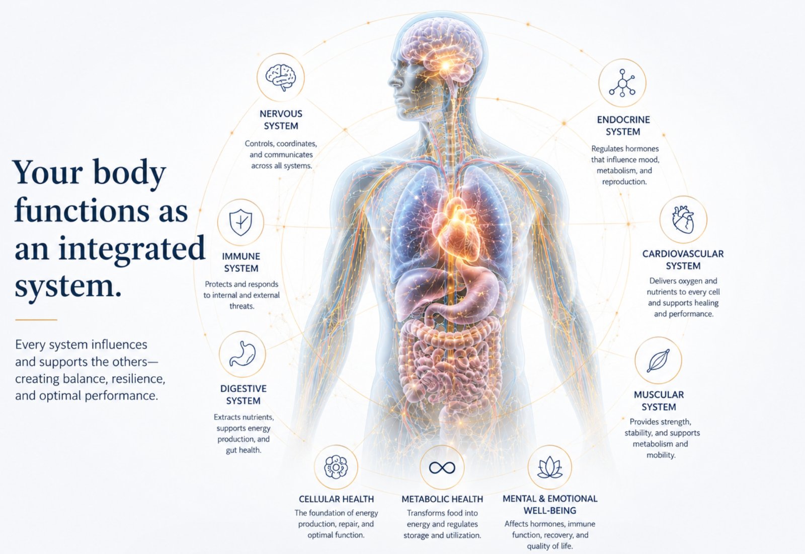 our-integrated-body-system